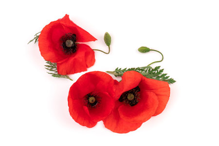 Flowers red poppies ( corn poppy, corn rose, field poppy ) on a white background. Space for text.の写真素材