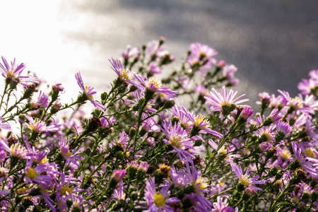 Beautiful purple Chrysanthemums flowers blooming in garden at spring dayの写真素材