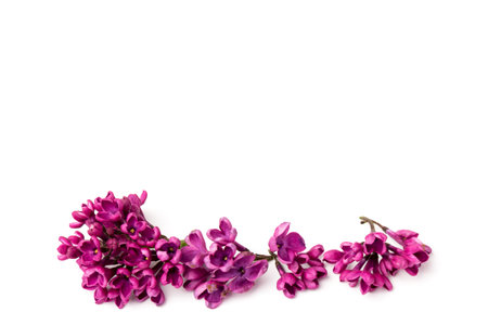 Purple lilac flower closeup isolated on white backgroundの写真素材