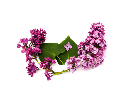 Purple lilac flower closeup isolated on white backgroundの写真素材