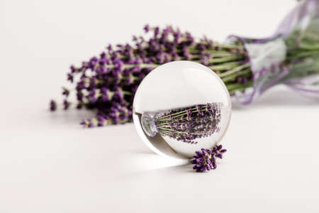 Fresh lavender flowers on white background, aromatherapy spa massage concept. Artistic crystal ball effect.の写真素材
