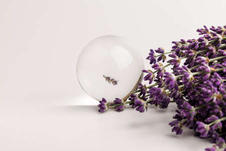 Fresh lavender flowers on white background, aromatherapy spa massage concept. Artistic crystal ball effect.の写真素材
