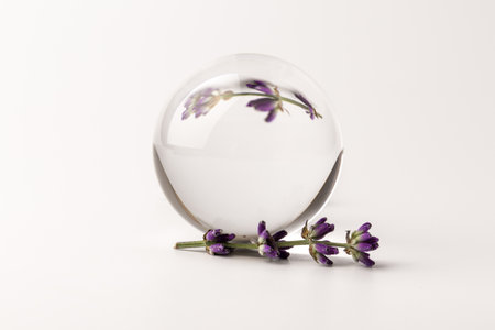Fresh lavender flowers on white background, aromatherapy spa massage concept. Artistic crystal ball effect.の写真素材