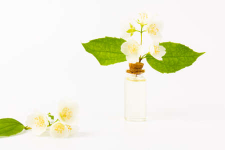 Jasmine flowers with a cone for essential oil, isolated on white background in close- up. Place for text.の写真素材