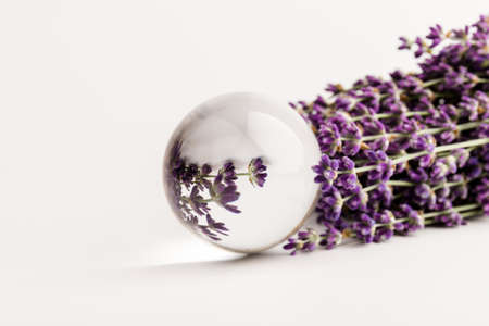 Fresh lavender flowers on white background, aromatherapy spa massage concept. Artistic crystal ball effect.の写真素材