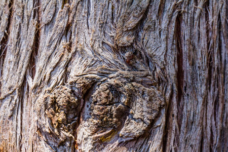 Wood texture - cypress bark. Tree bark in the park. Abstract backgroundの写真素材