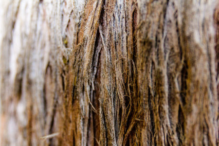 Wood texture - cypress bark. Tree bark in the park. Abstract backgroundの写真素材