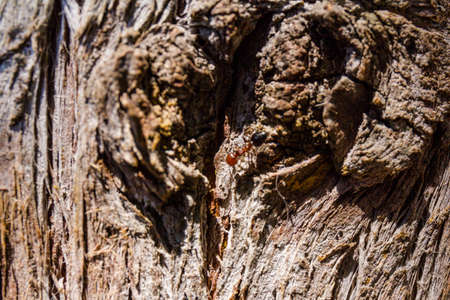 Wood texture - cypress bark. Tree bark in the park. Abstract backgroundの写真素材
