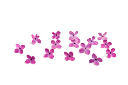Purple lilac flower closeup isolated on white backgroundの写真素材