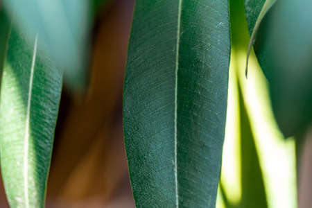 Green bay leaves on bush nature backgroundの写真素材