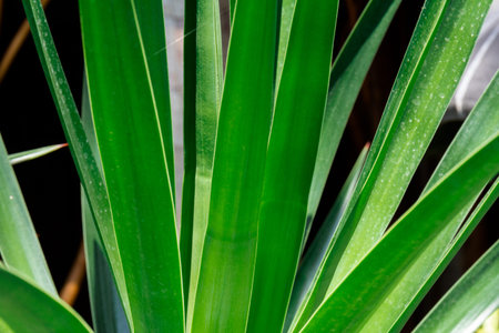 Green leaf pattern background abstract of natureの写真素材