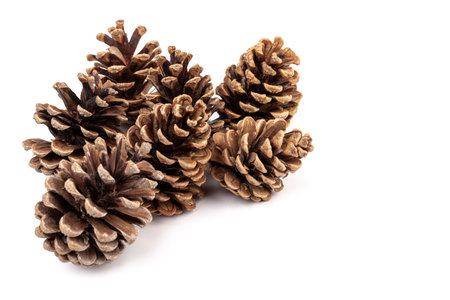 Christmas pine cone isolated on white background.