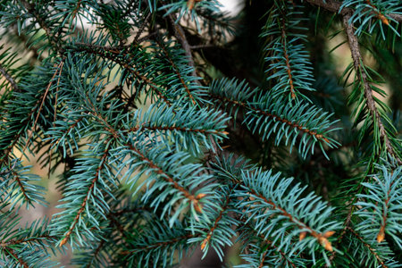 Spruce branch. Beautiful branch of spruce with needles. Christmas tree in nature. Green spruce....