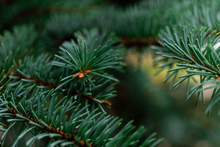 Spruce branch. Beautiful branch of spruce with needles. Christmas tree in nature. Green spruce. Spruce close up.の写真素材