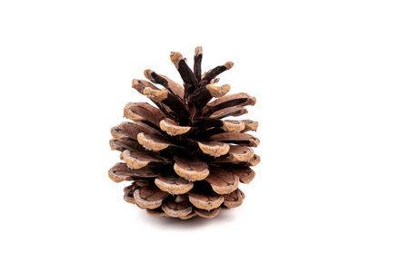 Christmas pine cone isolated on white background.