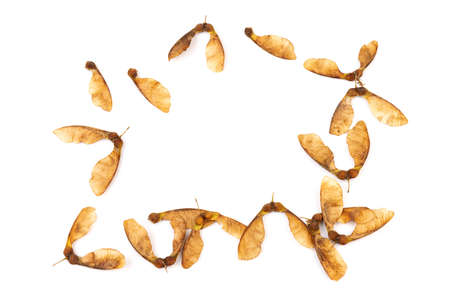 Close up of dried maple seeds isolated on white background. Natural materials. Design elementの写真素材
