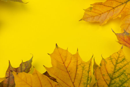 Autumn maple leaf, isolated on yellow. Background. Copy space.