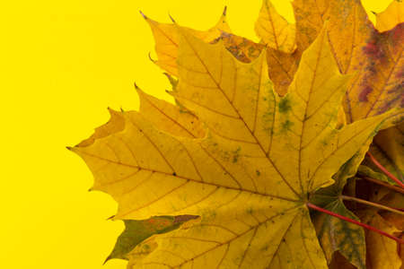 Autumn maple leaf, isolated on yellow. Background. Copy space.の写真素材