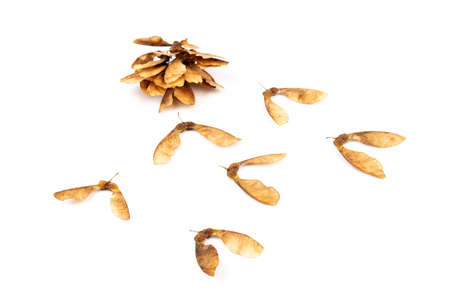 Close up of dried maple seeds isolated on white background. Natural materials. Design elementの写真素材