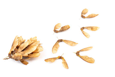 Close up of dried maple seeds isolated on white background. Natural materials. Design elementの写真素材