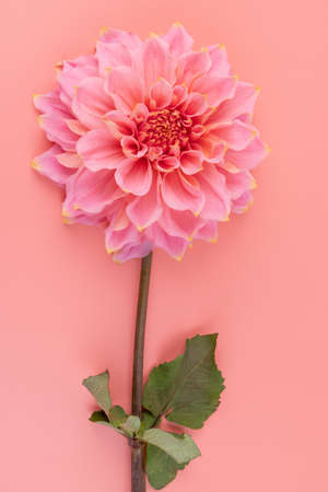 Pink, yellow and white fresh dahlia flower macro photo. Picture in color emphasizing the light different colors and yellow white highlights.の写真素材