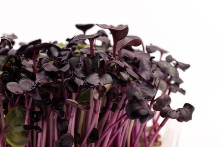 Fresh purple radish sprouts on white background. microgreens. Vegan and healthy eating concept.