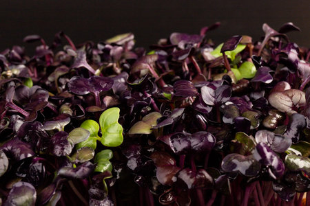 Fresh purple radish sprouts on black background. microgreens. Vegan and healthy eating concept.