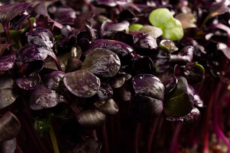 Fresh purple radish sprouts on black background. microgreens. Vegan and healthy eating concept.の写真素材