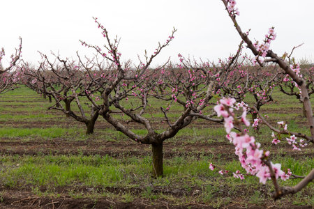 Peach flowers blossom in spring. Peachblossom. beautiful natural background. copyspace.
