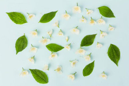 Jasmine flowers, isolated on blue background in close-up. Place for text. pattern