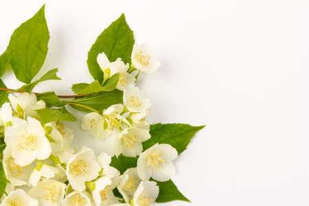 Beautifull white jasmine flowers isolated on white background, close upの写真素材