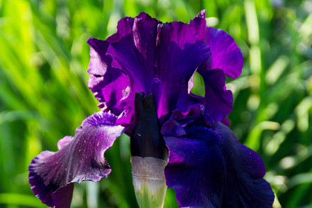 Irises xiphium (Bulbous iris, sibirica) in close-up. Holiday greeting card for Valentine's Day,...