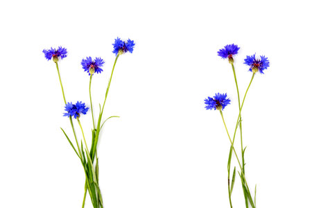 Beautiful blue cornflower isolated on white background. Space for textの写真素材