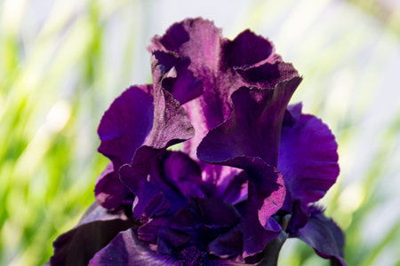 Irises xiphium (Bulbous iris, sibirica) in close-up. Holiday greeting card for Valentine's Day,...