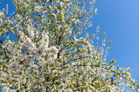 Beautiful branches of blossoming cherries in spring on a perfect day with blue sky. spring...