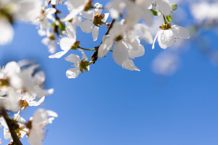 Beautiful branches of blossoming cherries in spring on a perfect day with blue sky. spring...