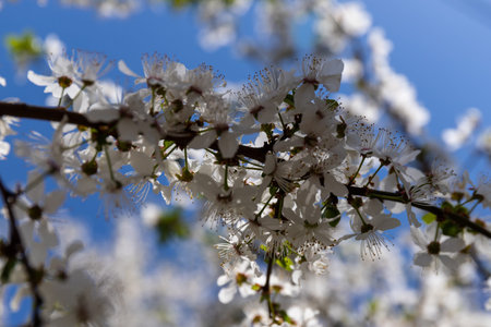 Beautiful branches of blossoming cherries in spring on a perfect day with blue sky. spring...