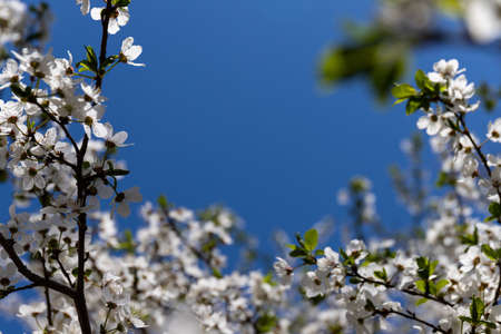 Beautiful branches of blossoming cherries in spring on a perfect day with blue sky. spring background.の写真素材