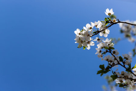 Beautiful branches of blossoming cherries in spring on a perfect day with blue sky. spring...