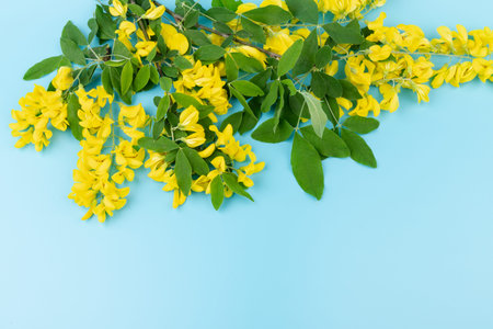 Blooming yellow acacia tree. Flowers of blooming yellow acacia on blue background. spring concept.