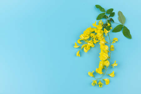Blooming yellow acacia tree. Flowers of blooming yellow acacia on blue background. spring concept.の写真素材