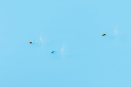 Dandelion. blue sky background. Macro view. Goodbye Summer. hope and dream concept. fragility.