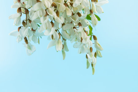 A branch of flowering acacia against the blue background. Beautiful white acacia. White acacia...