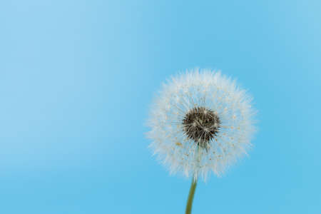 Dandelion. blue sky background. Macro view. Goodbye Summer. hope and dream concept. fragility.の写真素材
