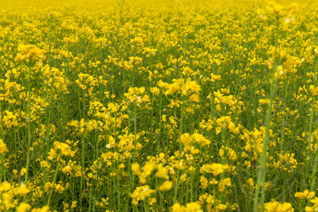 Blooming canola field. Flowering rapeseed on the field in summer. Bright yellow flower background.