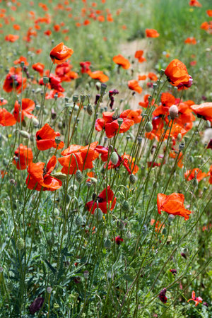 Poppy field on a sunny day. Beautiful field red poppies with selective focus. soft light. natural drugs. Glade of red poppies. Lonely poppy. soft focus blurの写真素材
