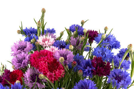 Ð¡ornflowers in blue, purple, pink, burgundy, and white blooms on white background. summer flower background.の写真素材