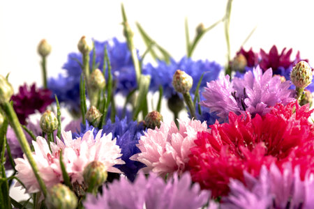 Ð¡ornflowers in blue, purple, pink, burgundy, and white blooms on white background. summer flower background.の写真素材