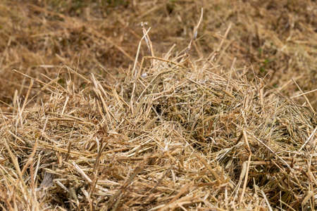 Hay texture. Bales of hay are stacked in large piles. Harvesting in agriculture.の写真素材