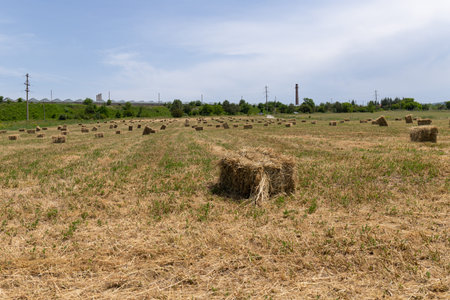 Hay texture. Bales of hay are stacked in large piles. Harvesting in agriculture.